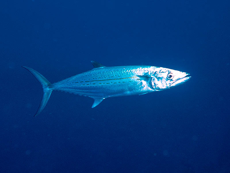 Cero Mackerel Races like a Rocket at Long Cay Ridge Reef in Belize