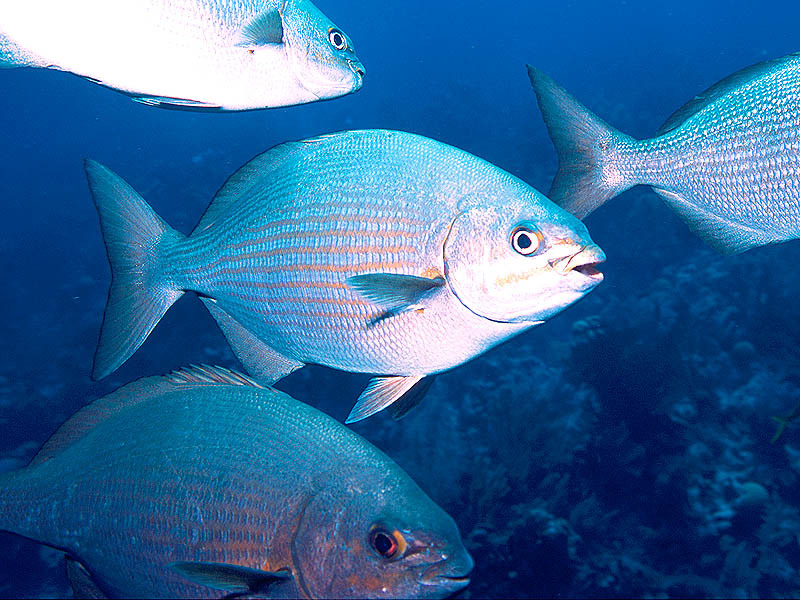 Chub Club: A School of Chubs at Aquarium Reef in Belize