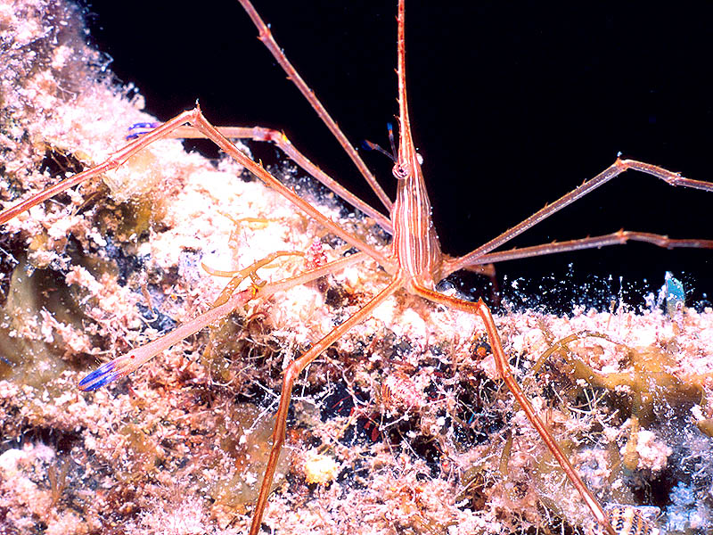 Arrow Crab Prowls the Wreck of the Kissimmee near Cayman Brac