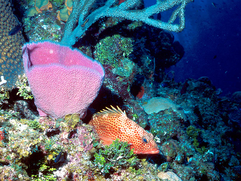 Danger Waits: A Red Hind Lurks near a Pink Vase Sponge at Marilyn's cut near Little Cayman