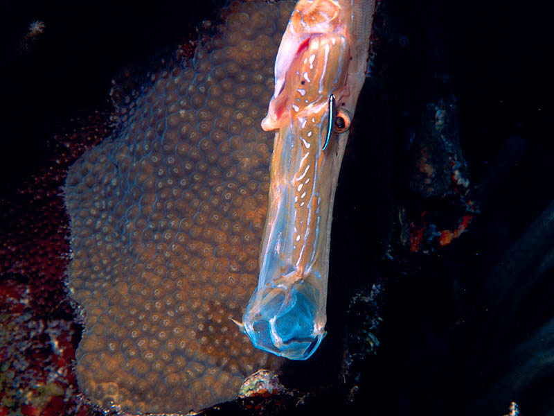 Trumpetfish Cleaned by Tiny Goby on a Reef near Belize