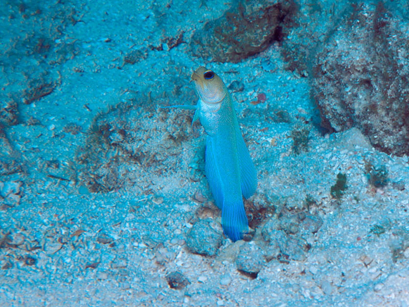 Yellowheaded Jawfish Struts its Stuff on a Reef near Belize