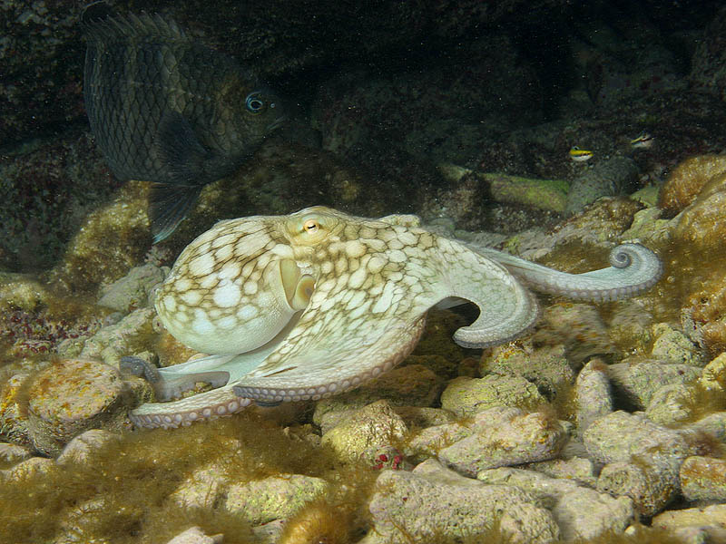 Octopus in the Shallows at Tori's Reef, Bonaire