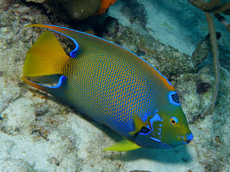 Queen Angelfish at Barkadera Reef, Bonaire