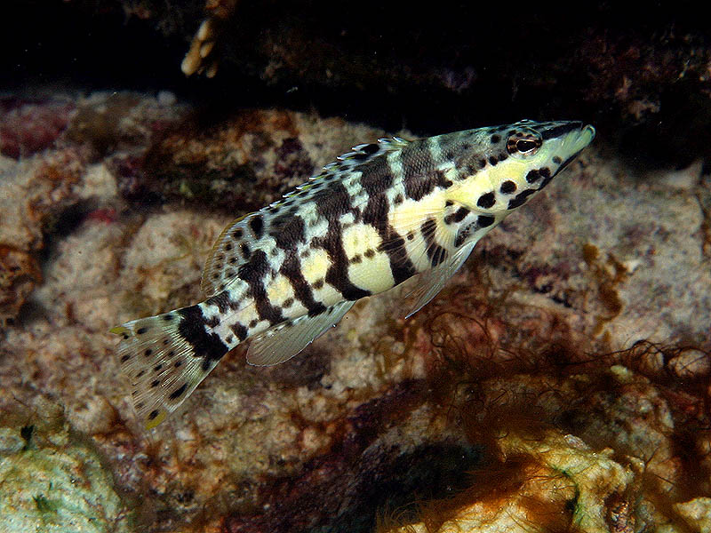 Sleek Harlequin Bass Struts its Stuff at Larry's Lair Reef, Bonaire