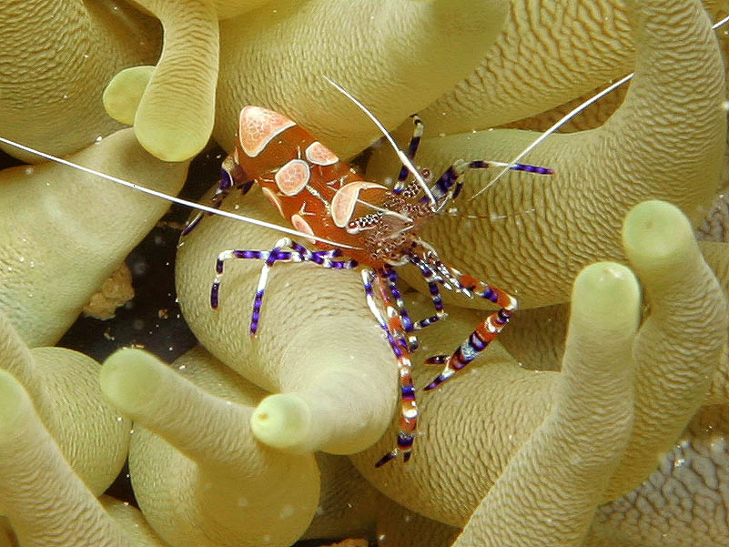 Colorful Spotted Cleaner Shrimp at Tori's Reef, Bonaire