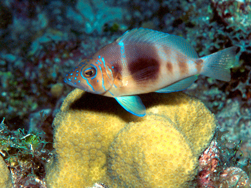 Barred Hamlet Hovers over Star Corals at Kissimmee Wreck Reef, Cayman Brac