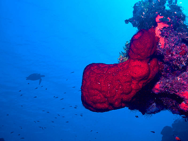 Hawksbill Turtle and Strawberry Sponge at Cumber Wall, Little Cayman