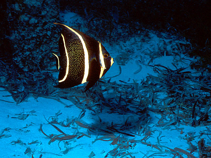 Juvenile French Angelfish at Grand Turk Pier