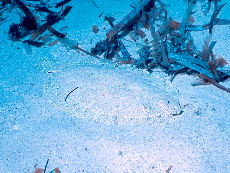 Peacock Flounder Hugs the Sand at Grand Turk Pier