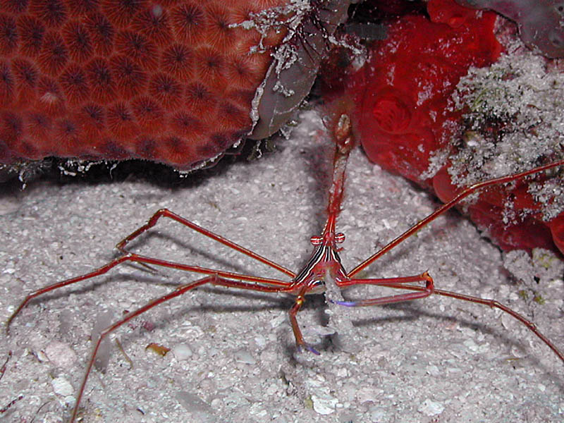 Yellowline Arrow Crab near Bimini