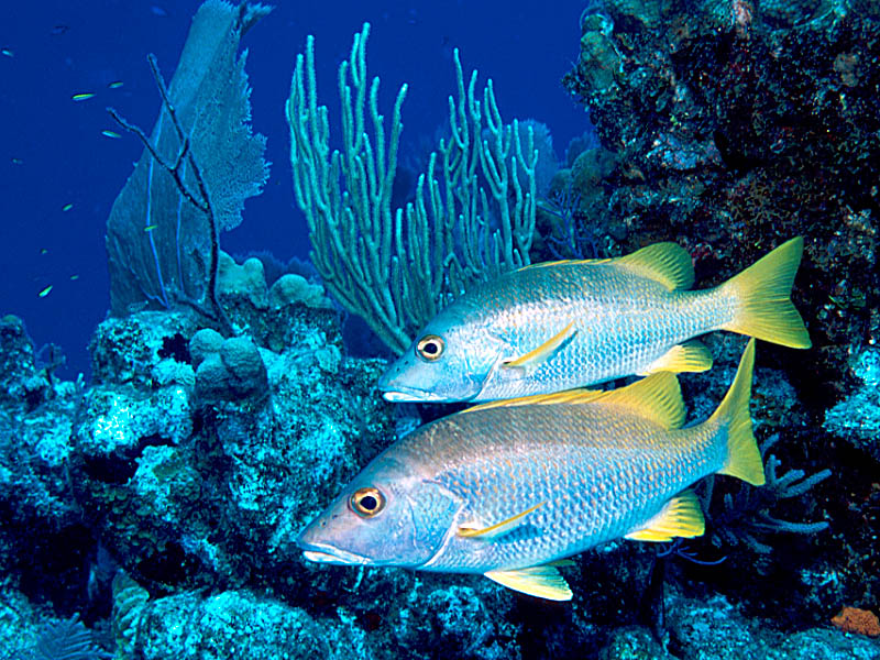 Schoolmasters near Grand Turk