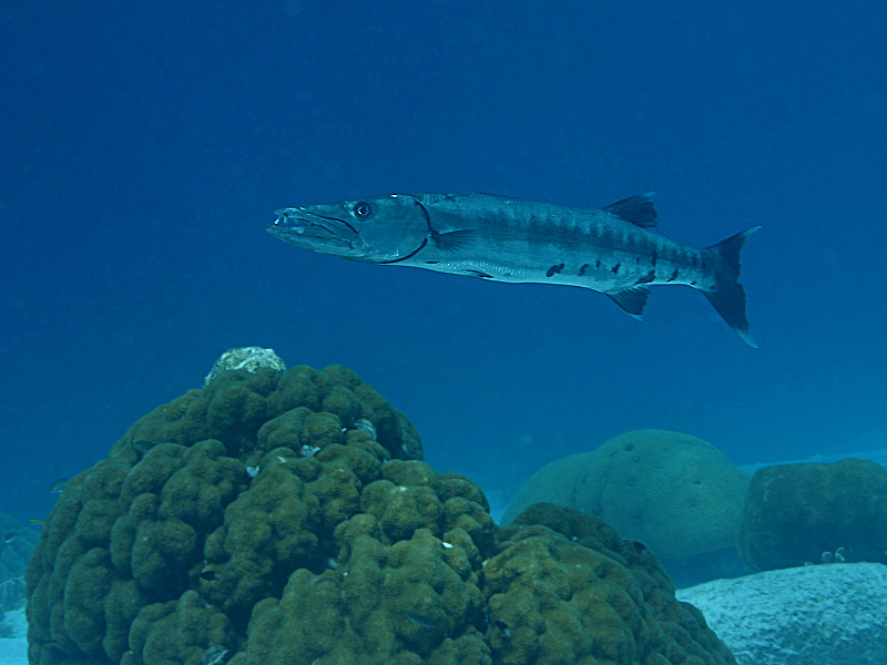 Barracuda Lurks like a Steel Torpedo at Ol' Blue Reef near Bonaire