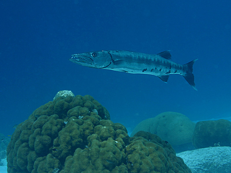 Barracuda Reef