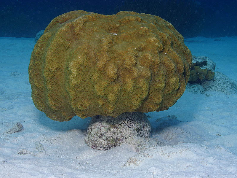  Star Coral Faces Erosion in the Shallows at Ol' Blue Reef near Bonaire