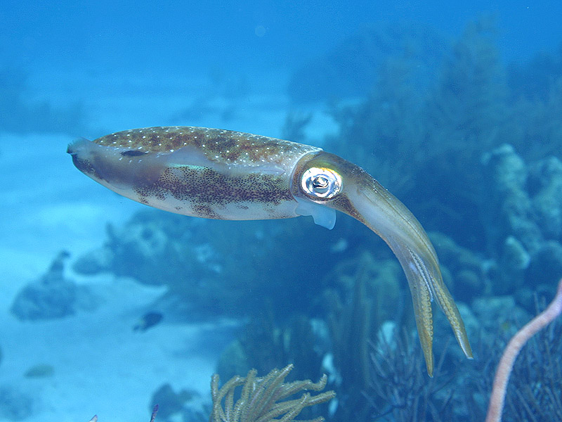 Caribbean Reef Squid Dances in Midwater at Ol' Blue Reef near Bonaire