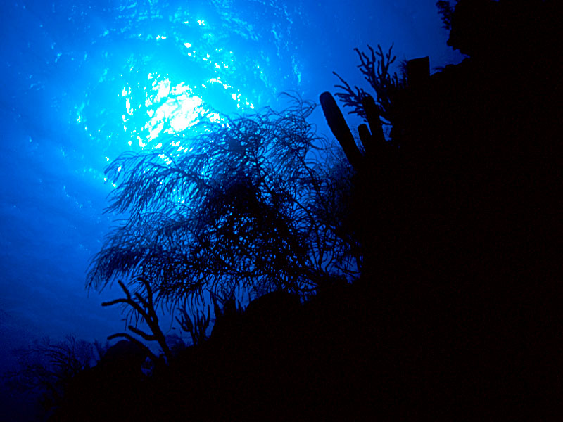 Sea Plume Corals and Sponges atop Aquarium Reef Wall in Belize