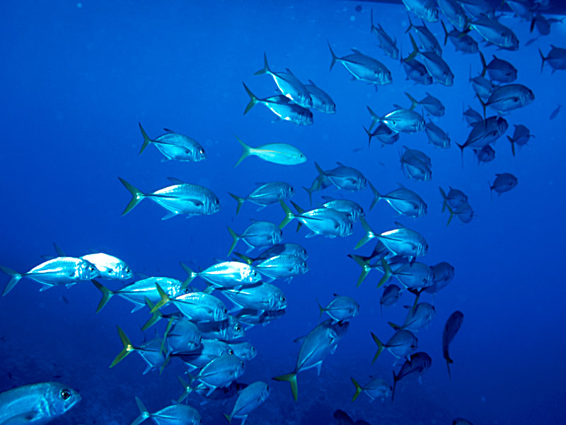 School is in Session for Horse-Eye Jacks at Long Cay Ridge Reef