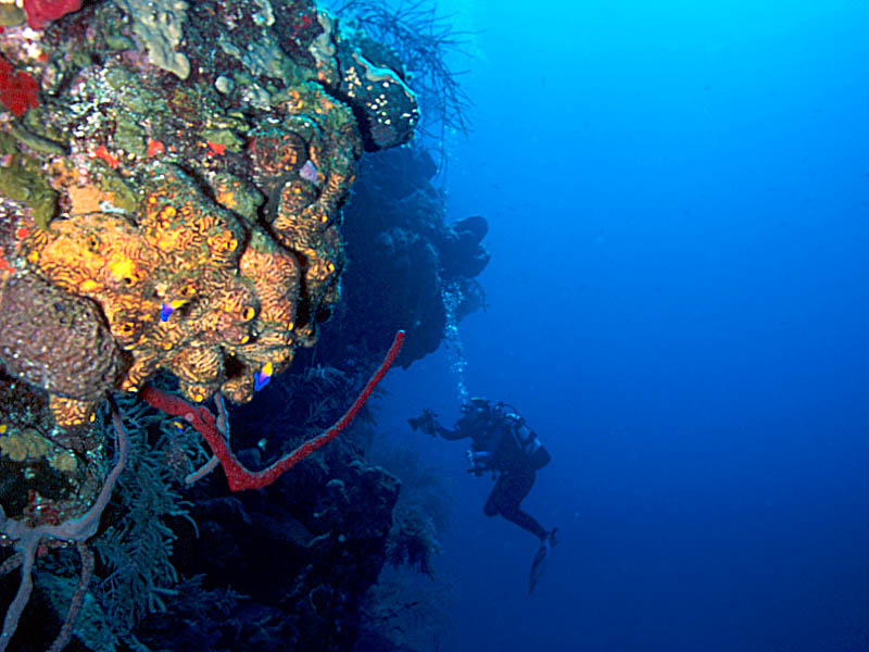 Sponges cover Long Cay Reef Wall in Belize