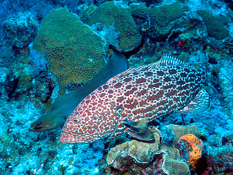 Yellowfin Grouper and Green Moray Eel Prowl the Reef Near Cayman Brac