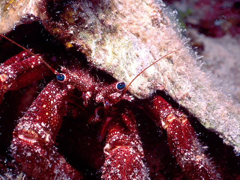 Speckled Hermit Crab Shows Off its Blue Eyes Near Cayman Brac