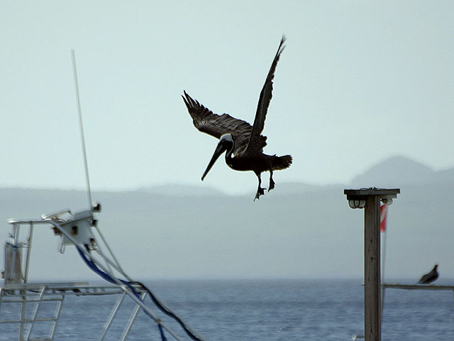 Pelican flies from its perch near Calabas Reef at Bonaire