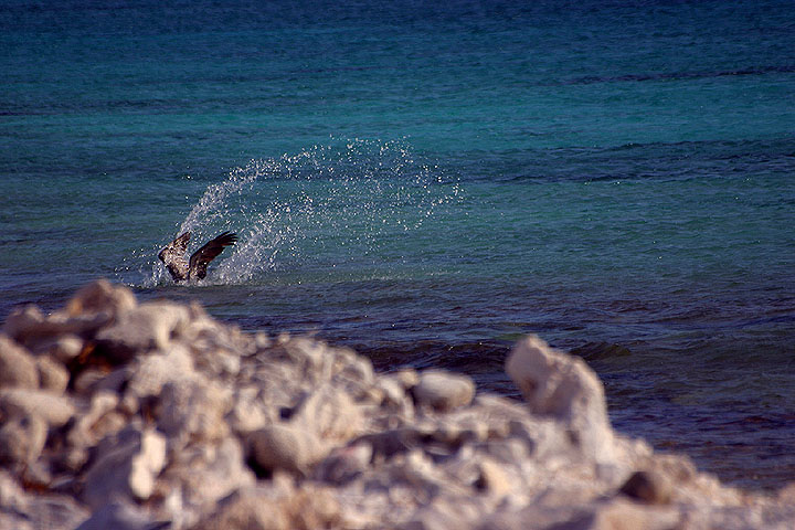 Pelican splashes into the ocean near Tori's Reef at Bonaire