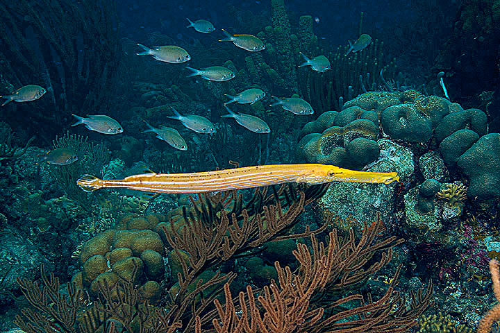 Golden Trumpetfish at Andrea I Reef near Bonaire