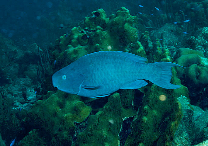 Blue Parrotfish at Andrea Reef near Bonaire