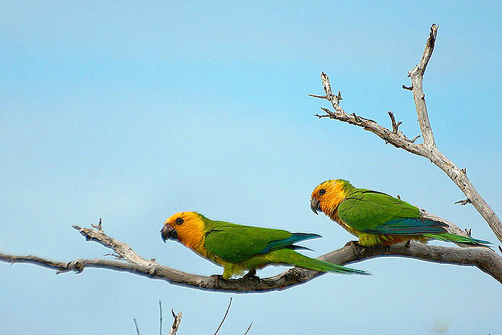 Vanishing Yellow-Shouldered Parrots are a Namesake of the Parrotfishes