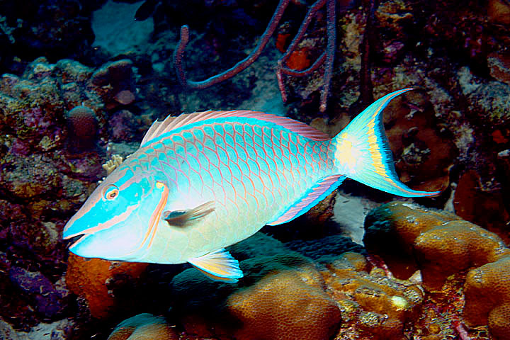 Stoplight Parrotfish at Andrea Reef near Bonaire