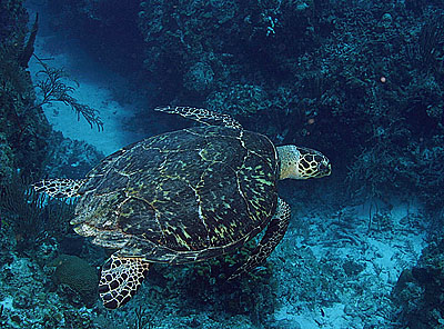 Hawksbill Turtle swims along the wall of coral at Bus Stop Reef, Little Cayman