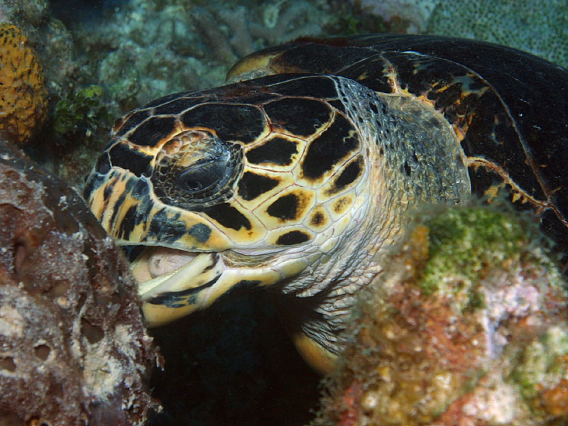 Hawksbill Turtle Eats a Sponge at Bus Stop Reef near Little Cayman