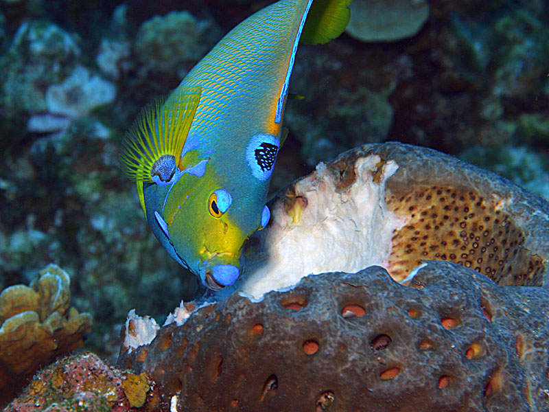 Queen Angelfish Eats a Sponge at Cemetary Wall Reef near Cayman Brac