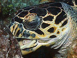 Hawksbill Turtle Eats Sponge in e-ReefNews Vol.7, No.1