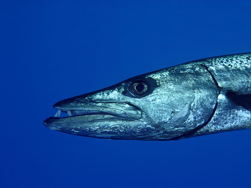 The Toothy Smile of a Great Barracuda at Bus Stop Reef near Little Cayman