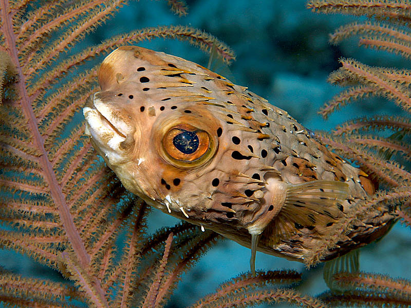 Face to Face with a Balloonfish at End-of-Island Reef near Cayman Brac