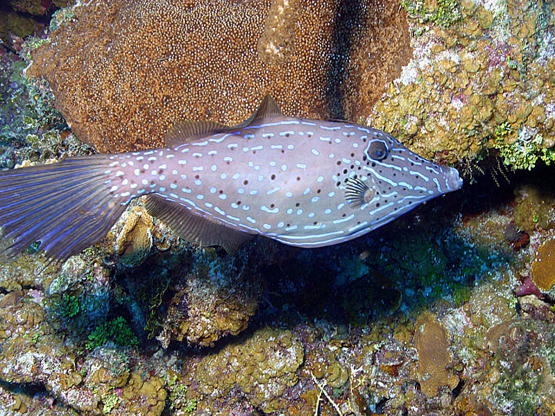 Odd Lines of a Scrawled Filefish<BR>at West Chute Reef near Cayman Brac