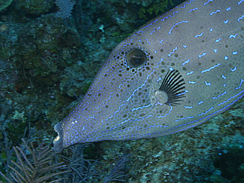 Odd Lines of a Scrawled Filefish<BR>at West Chute Reef near Cayman Brac