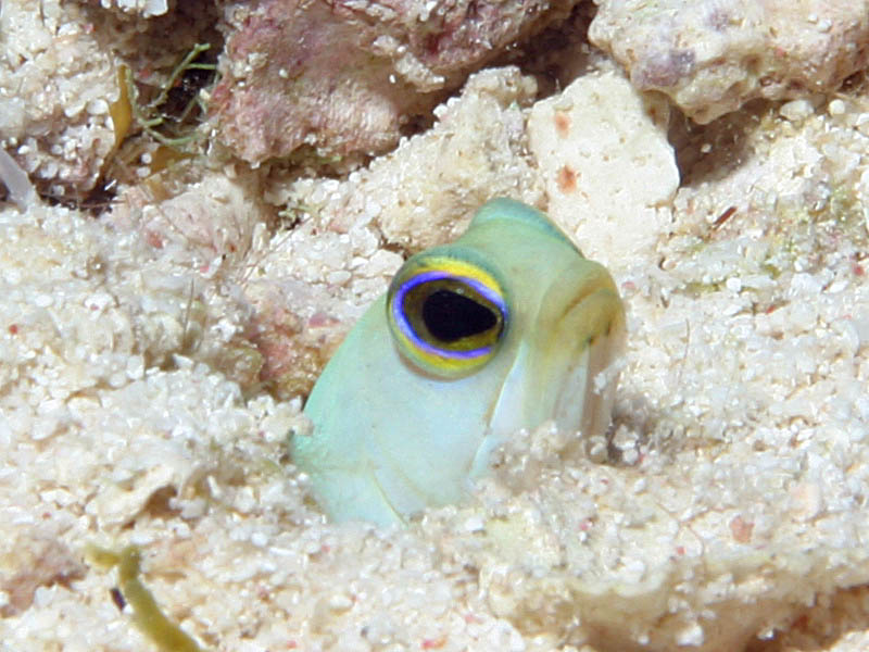 Getting Close to a Yellowheaded Jawfish at Grunt Valley Reef near Cayman Brac