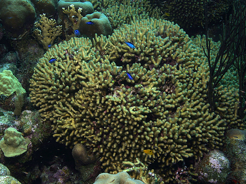 Dead Man's Fingers are Really a Healthy Coral<BR>at Ol' Blue Reef near Bonaire