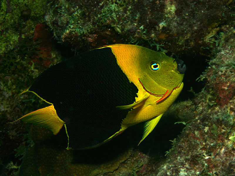 Strange Mask for Halloween: Rock Beauty with Red Markings<BR>at Ol' Blue Reef near Bonaire