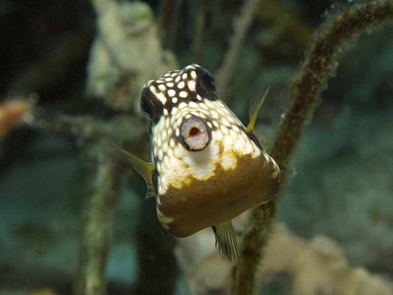 Right in the Kisser: SmoothTrunkfish<BR>at Calabas Reef near Bonaire