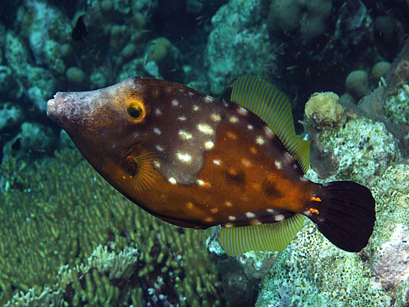 Spots Before Your Eyes: The Whitespotted Filefish<BR>at Ol' Blue Reef near Bonaire