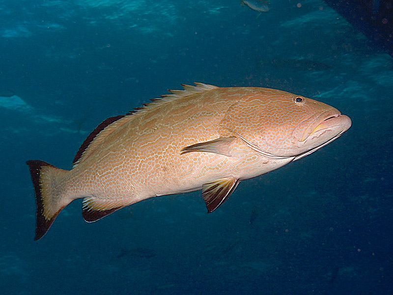 Big Black Grouper near Danger Cay in the Exumas