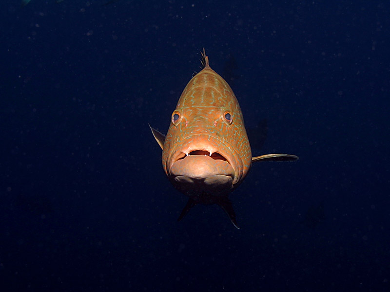 Face to Face with Big Black Grouper near Danger Cay in the Exumas