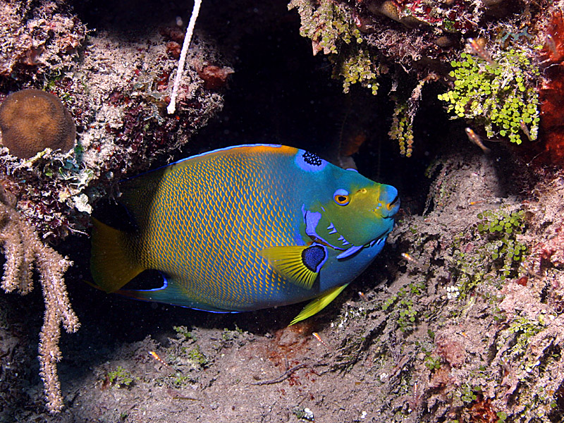 Queen Angelfish near Highborne Cay in the Exumas