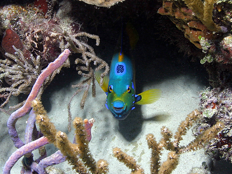 Face to Face with Queen Angelfish near Highborne Cay in the Exumas