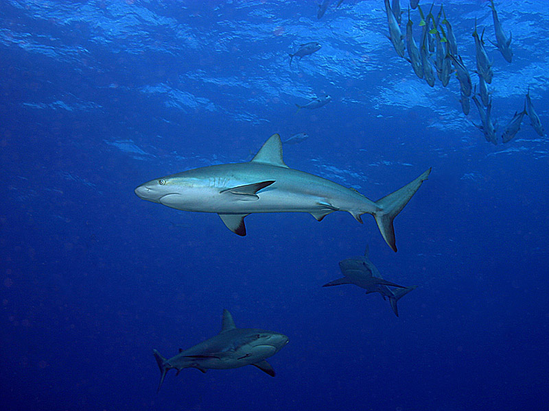 Swimming with Three Big Sharks near Danger Cay in the Exumas Swimming with Three Big Sharks near Danger Cay in the Exumas