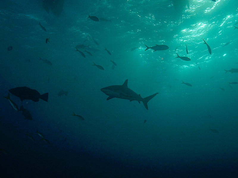 Shark Emerges from the Twilight Gloom near Danger Cay in the Exumas